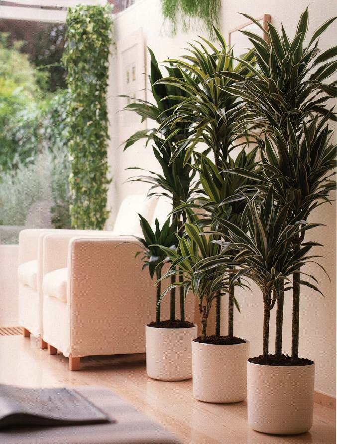 Large plants in the house - Ideas, designs and more | Interior Design