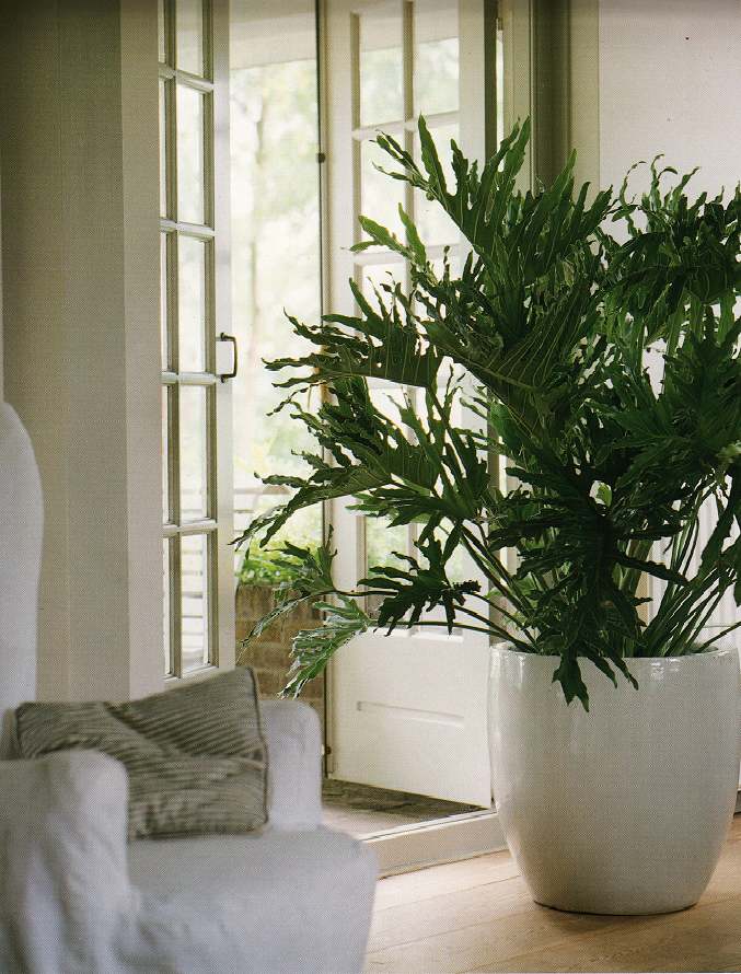 Large plants in the house - Ideas, designs and more | Interior Design