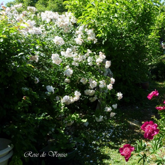 roses along the garden