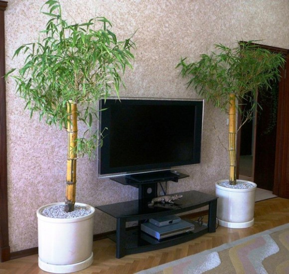 bamboo decor ideas plant 01