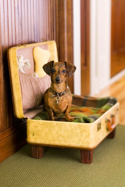 furniture for pets 05