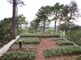 the forest pavilion 01