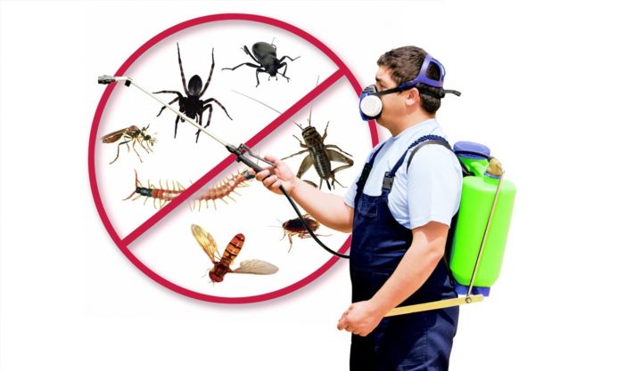 effectively eradicate pests