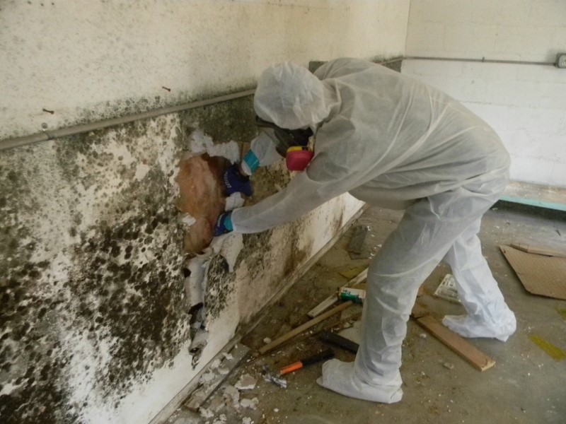 mold inspection and removal