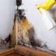 mold removal company