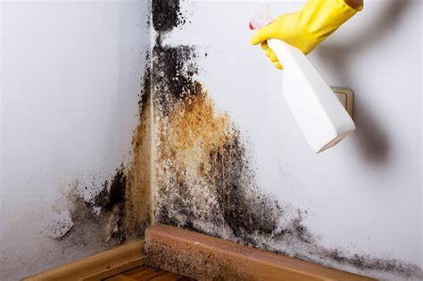 mold removal company