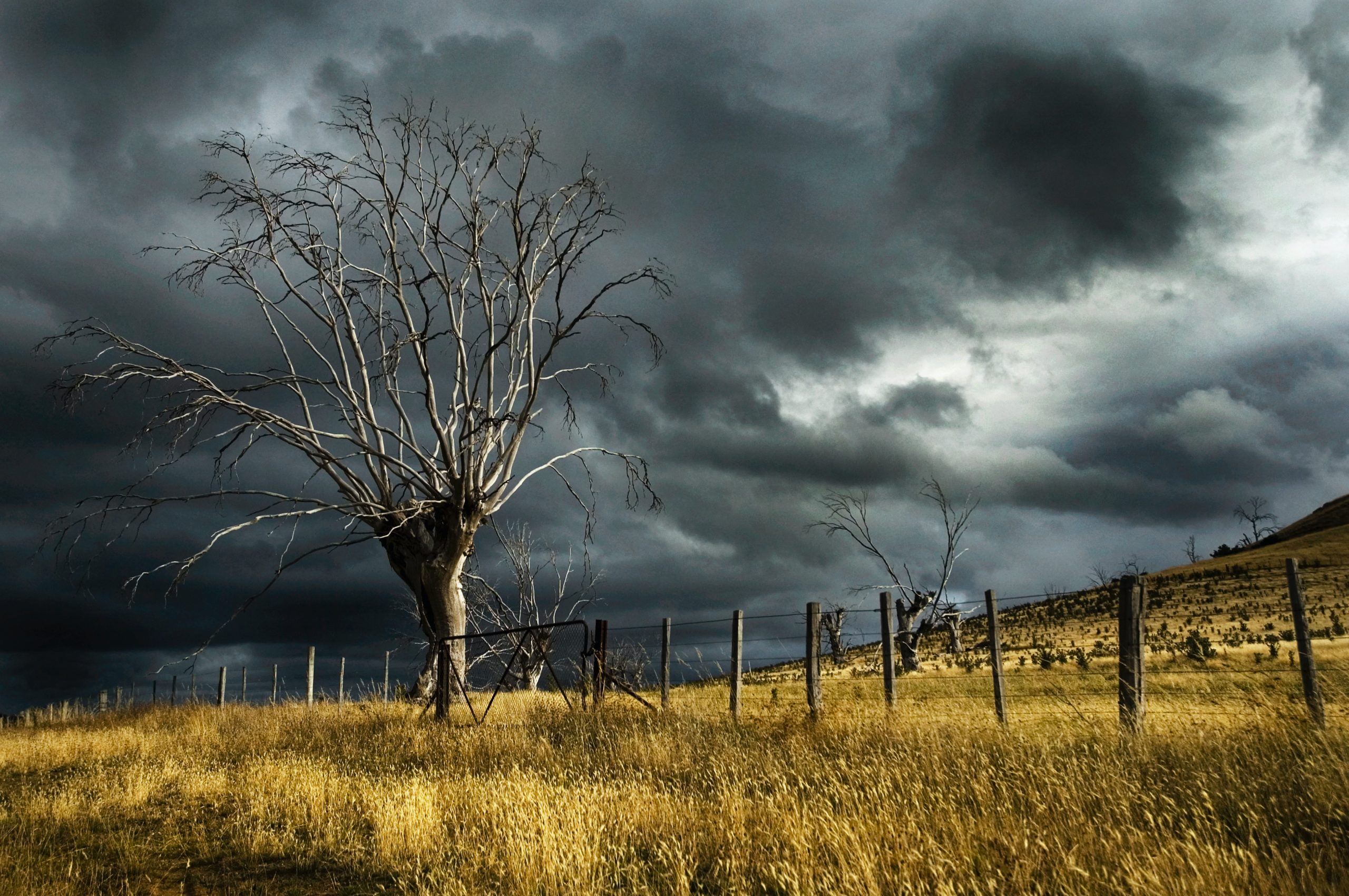 Brown Bare Tree