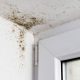 Mold Damage Problem Solutions