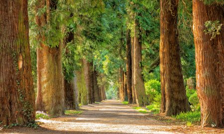 pathway between trees