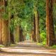 pathway between trees