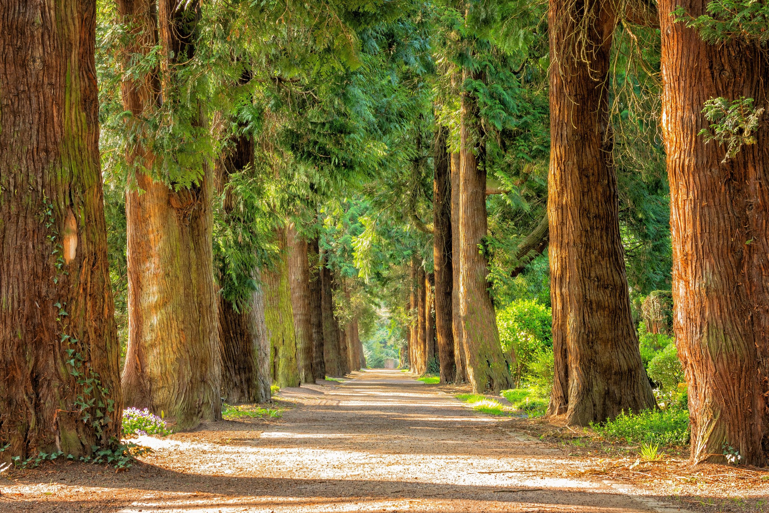 pathway between trees