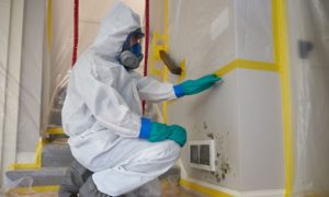 Mold Removal Services