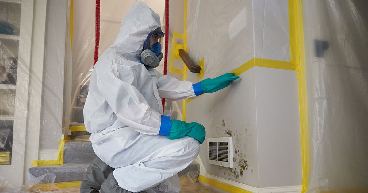 Mold Removal Services