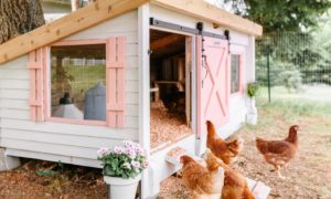 Chicken Coops for Sale in Oklahoma