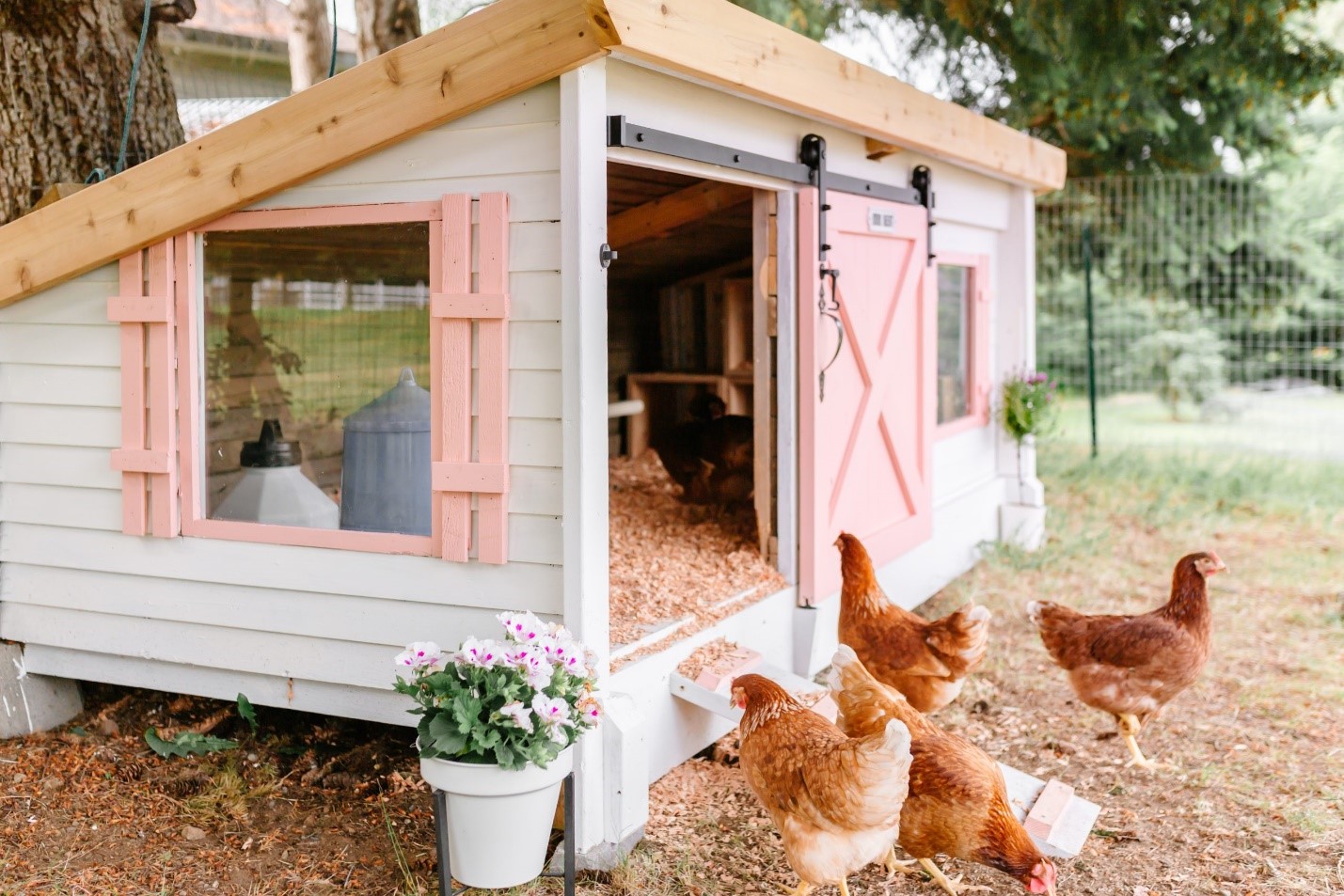 Chicken Coops for Sale in Oklahoma
