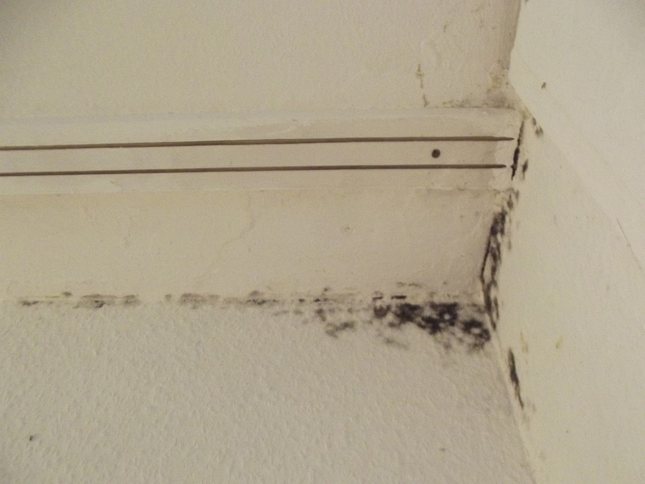 Allentown Mold Removal and What to Know about the Spores
