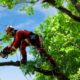 Experts of Tree Removal Service