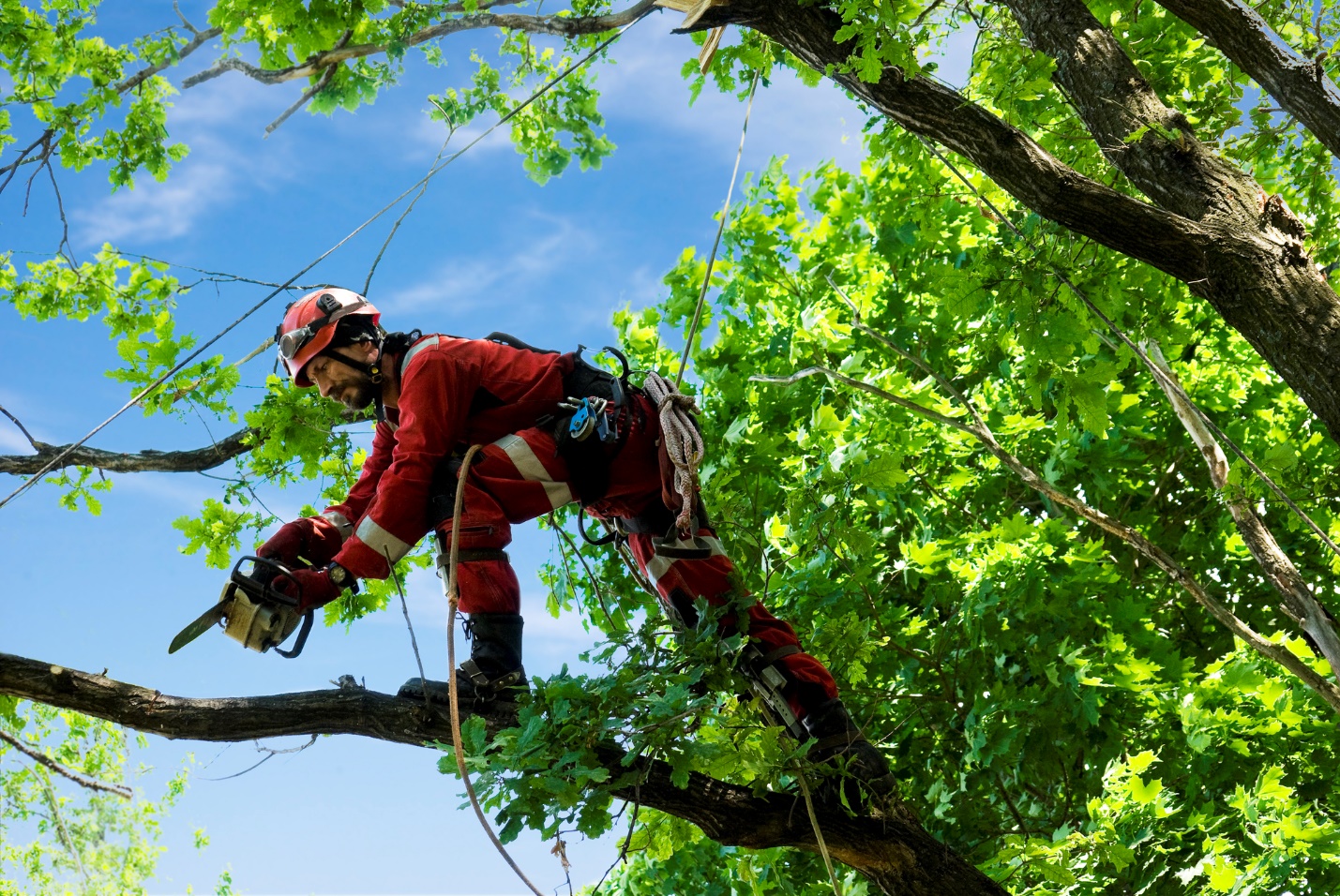 Experts of Tree Removal Service