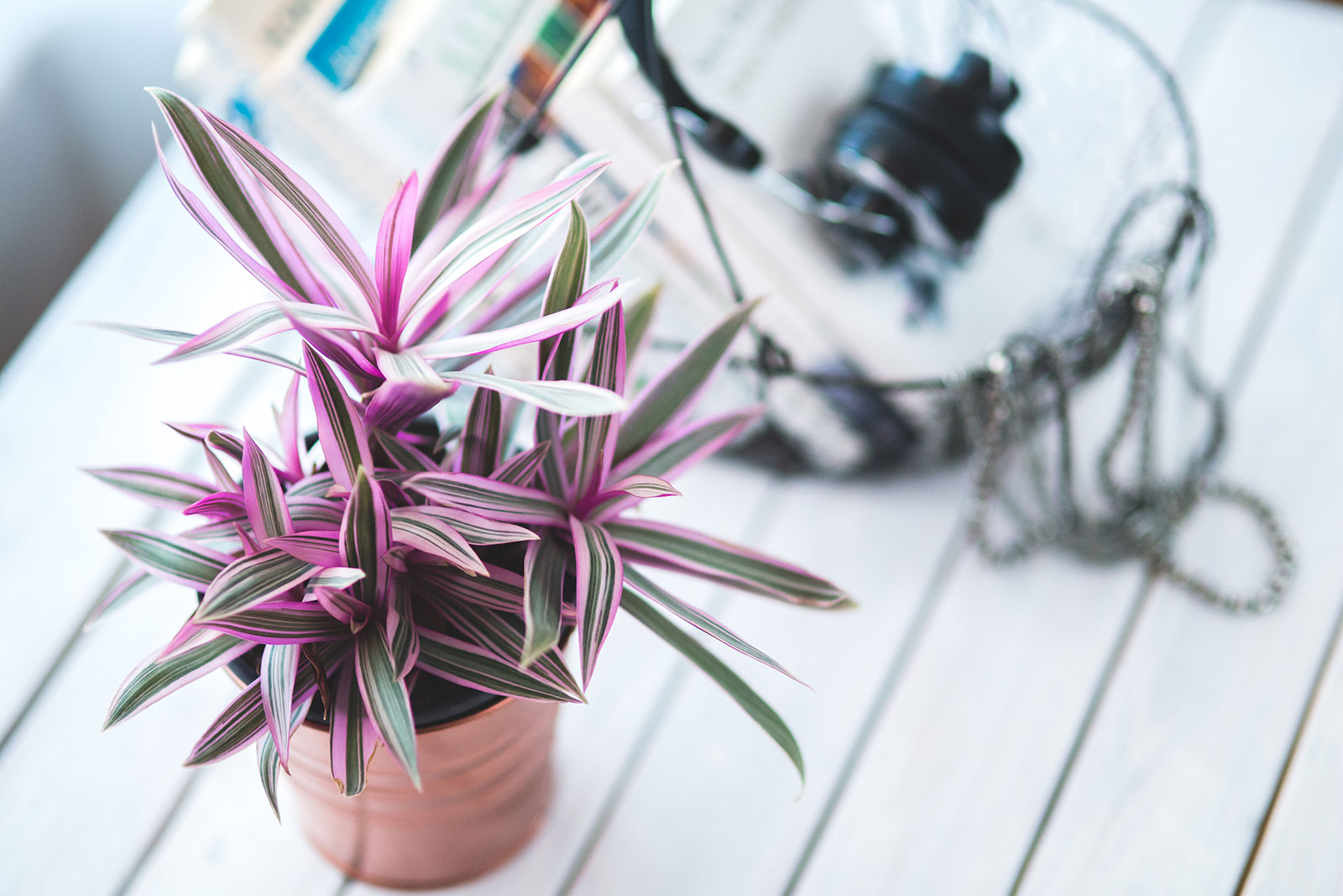 Moses In the Cradle House Plants