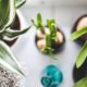 Things To Know When Ordering Plants Online