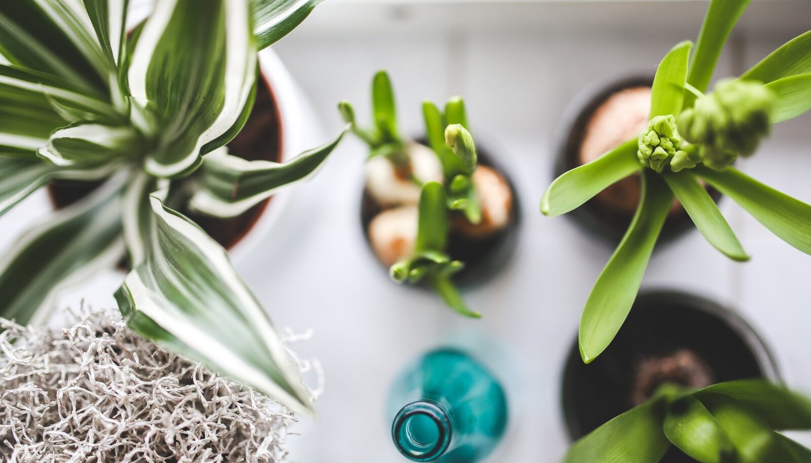 Things To Know When Ordering Plants Online