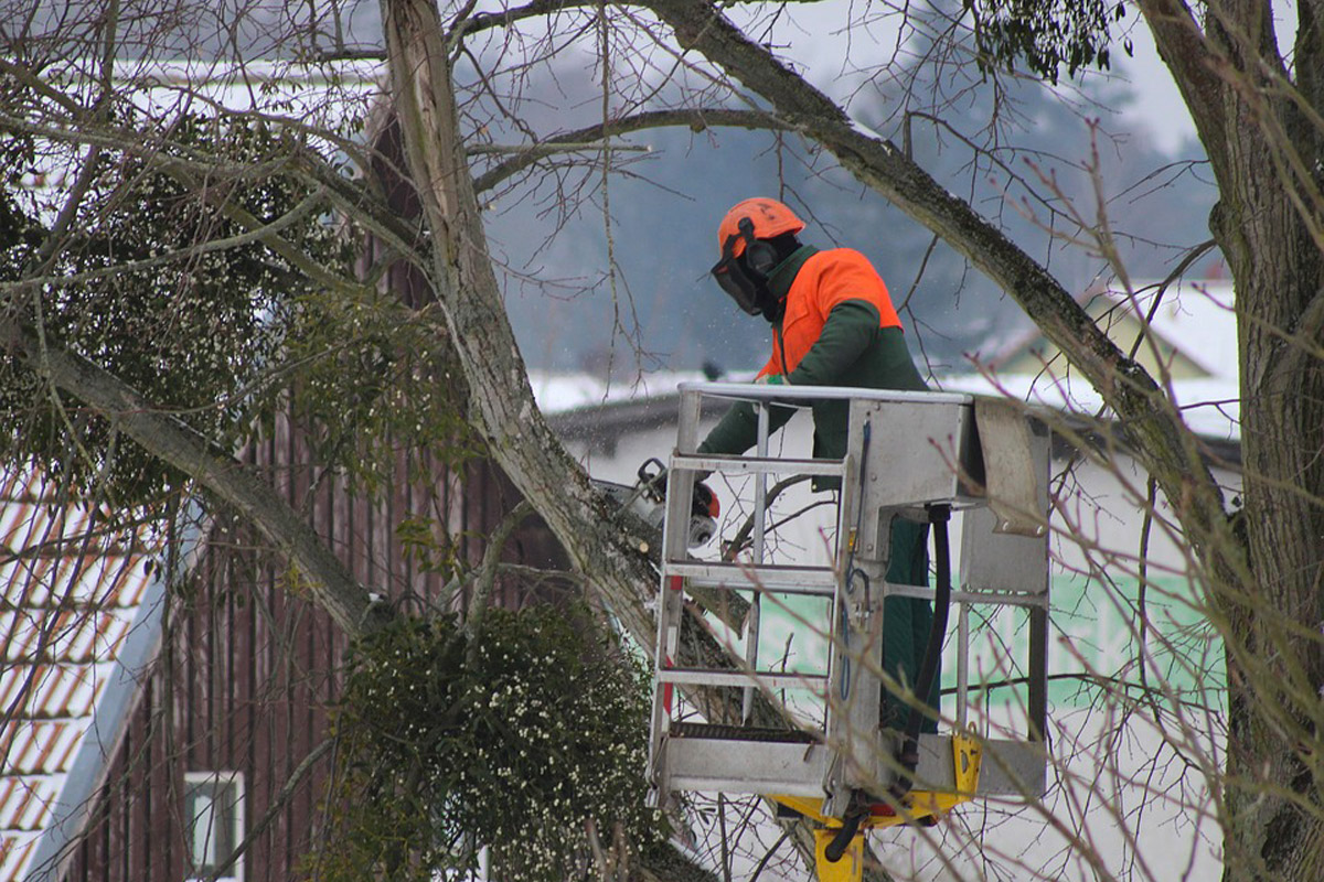 hiring tree removal experts