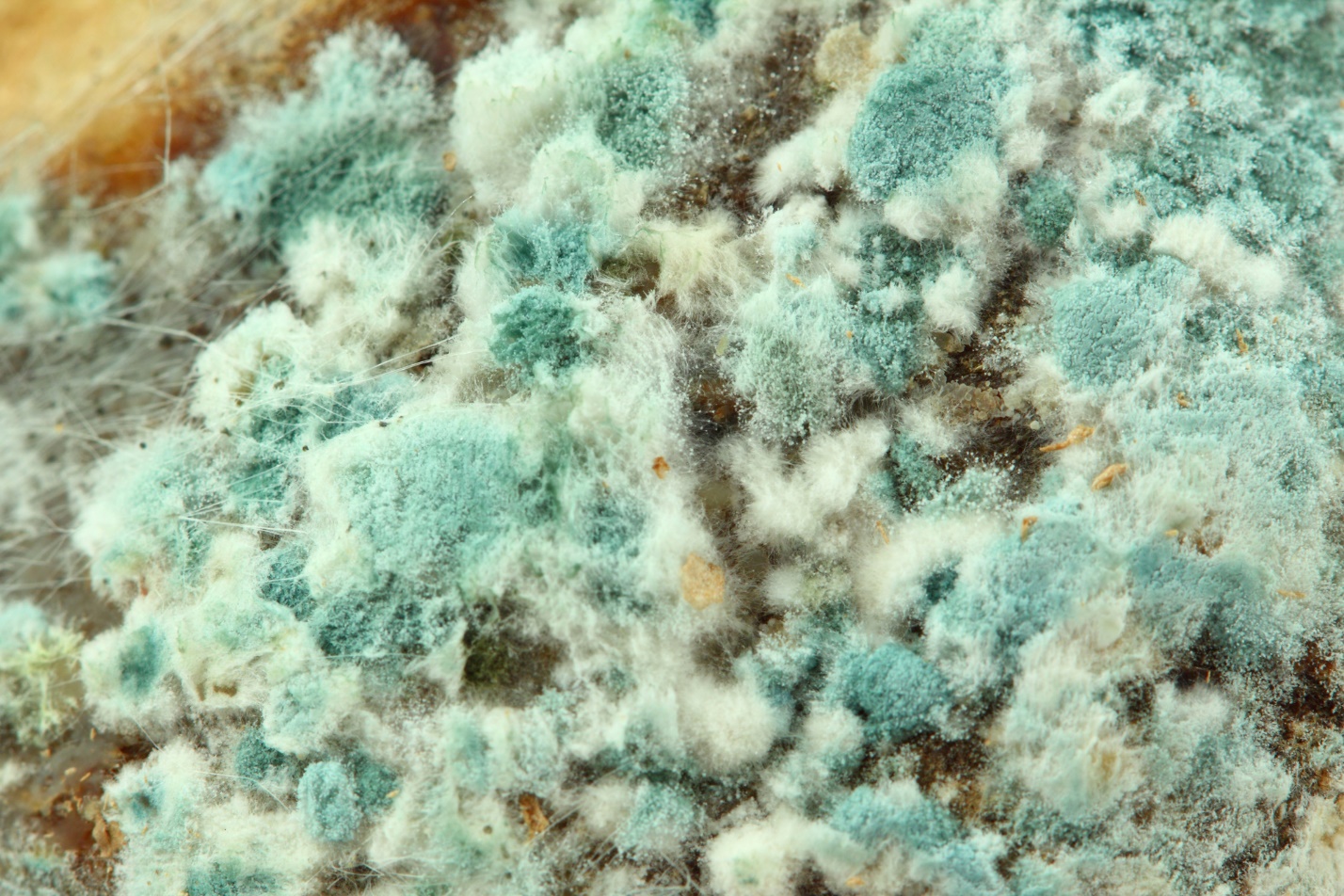 How to Know if you Have Mold Issues
