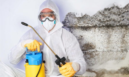 Hire a Mold Removal Company
