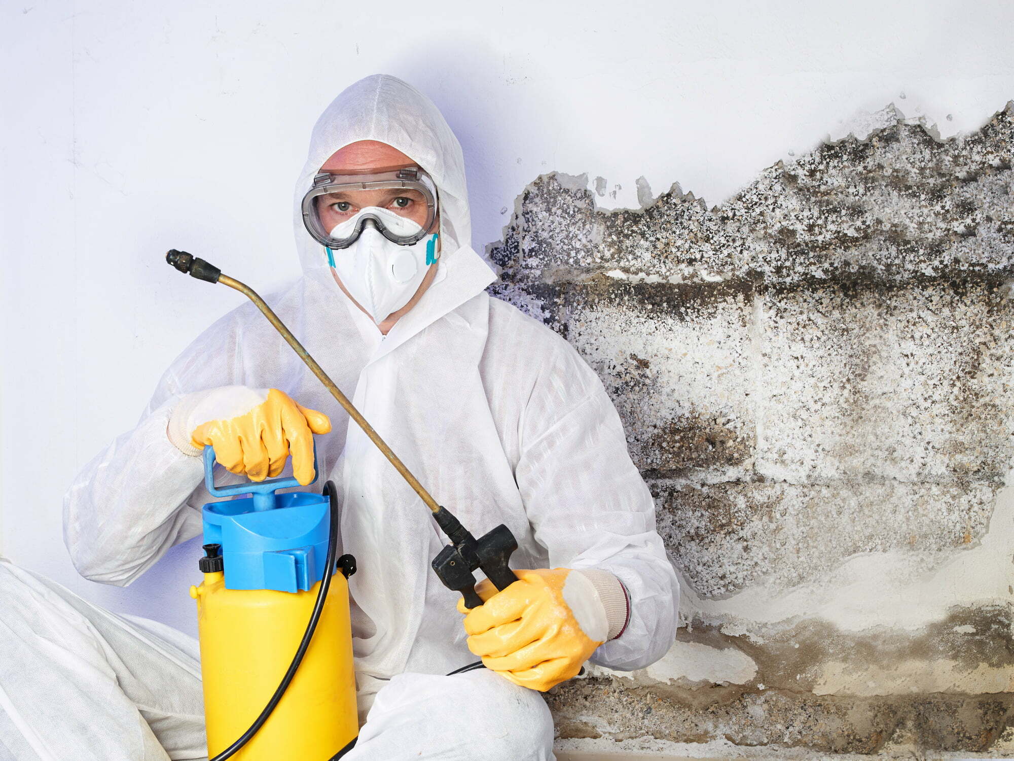 Hire a Mold Removal Company