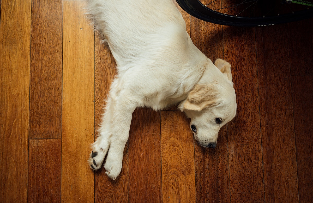 Regaining hardwood lost shine