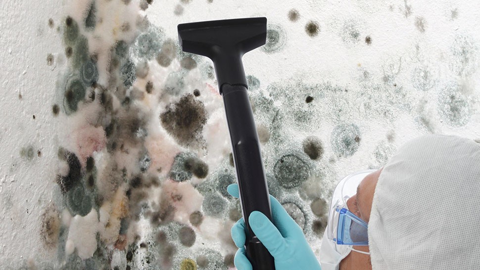 mold presence in your home