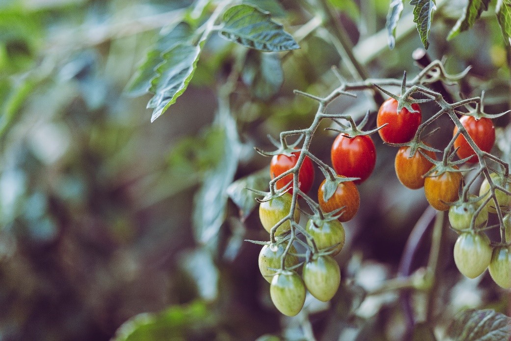 Types of Popular Plants