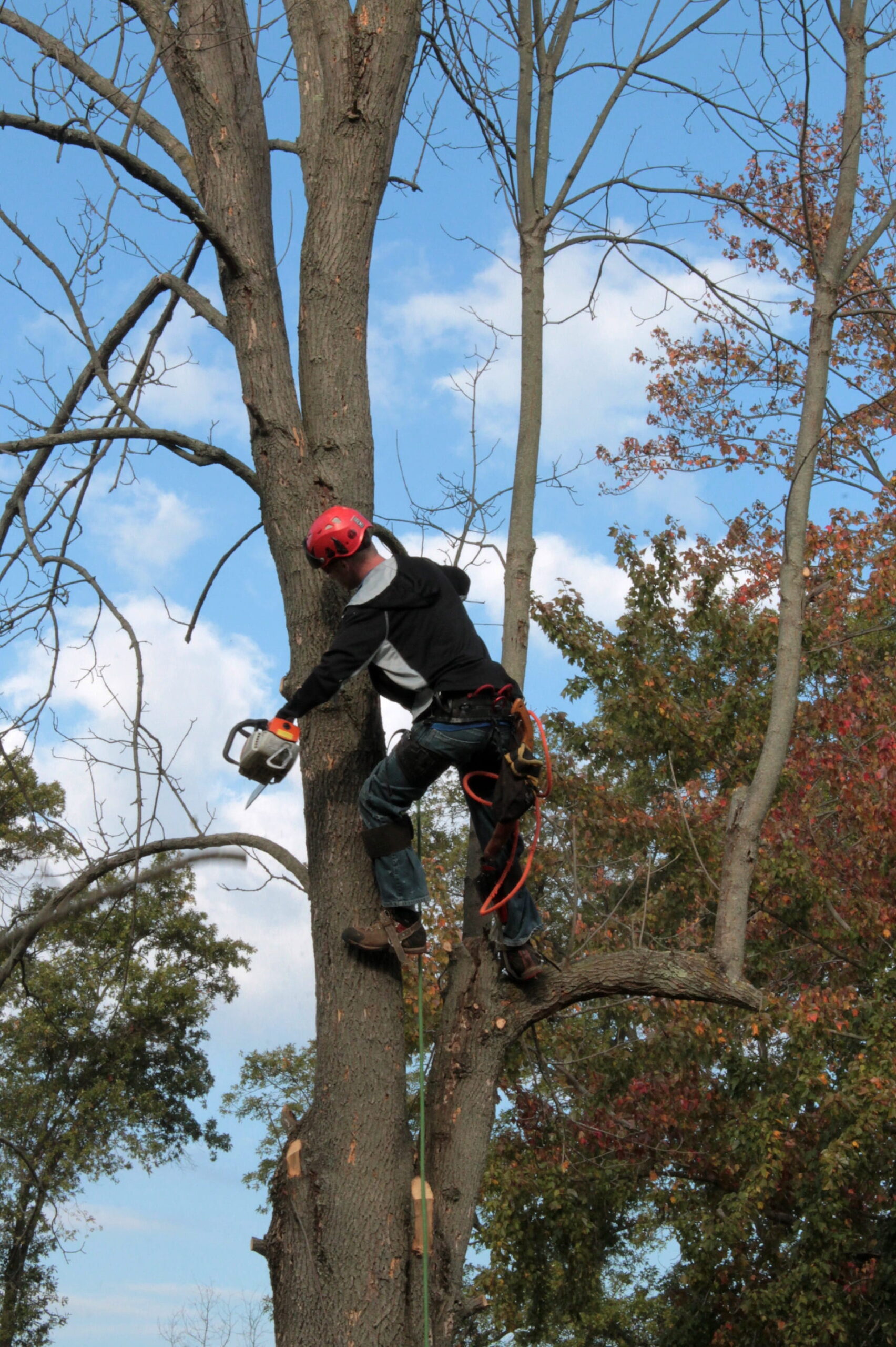 Safety precautions to take when hiring a certified arborist