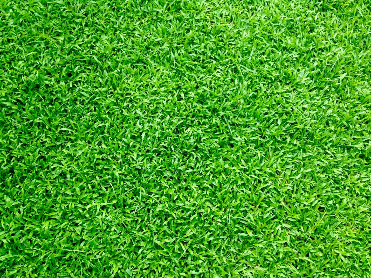 artificial grass