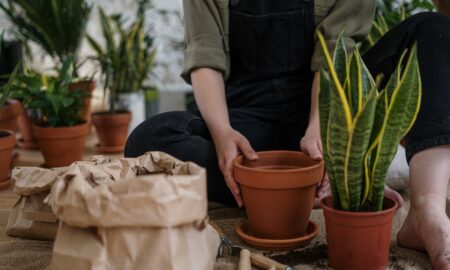 How Gardeners Can Make Their Yards Pop Out