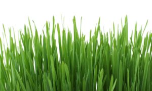 Artificial Grass Install