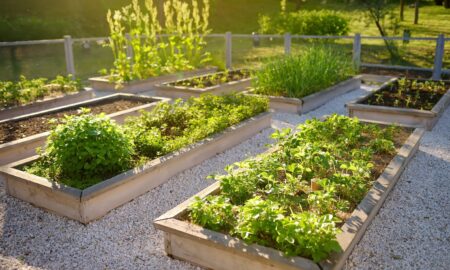 no dig raised bed vegetable garden